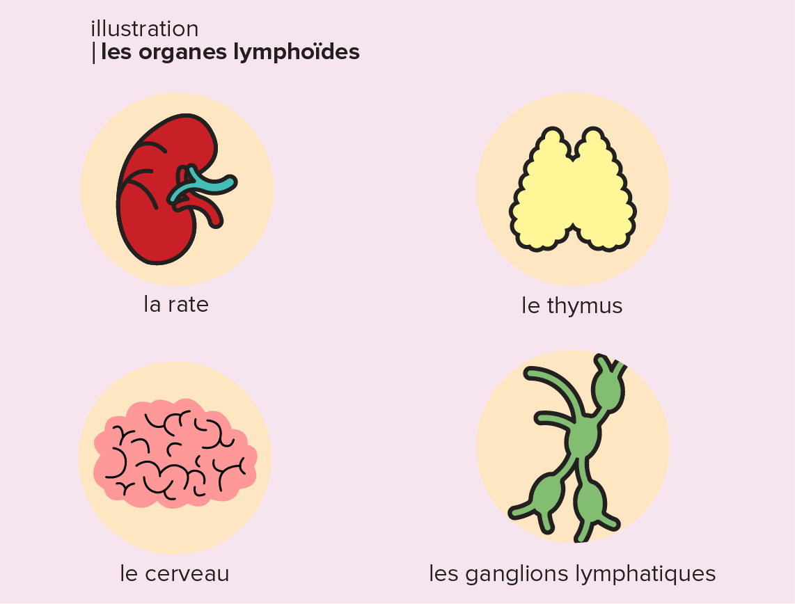 Ilustration des organes lymphoïdes